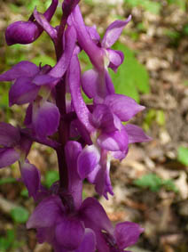 Orchis mascula 'purpurea'